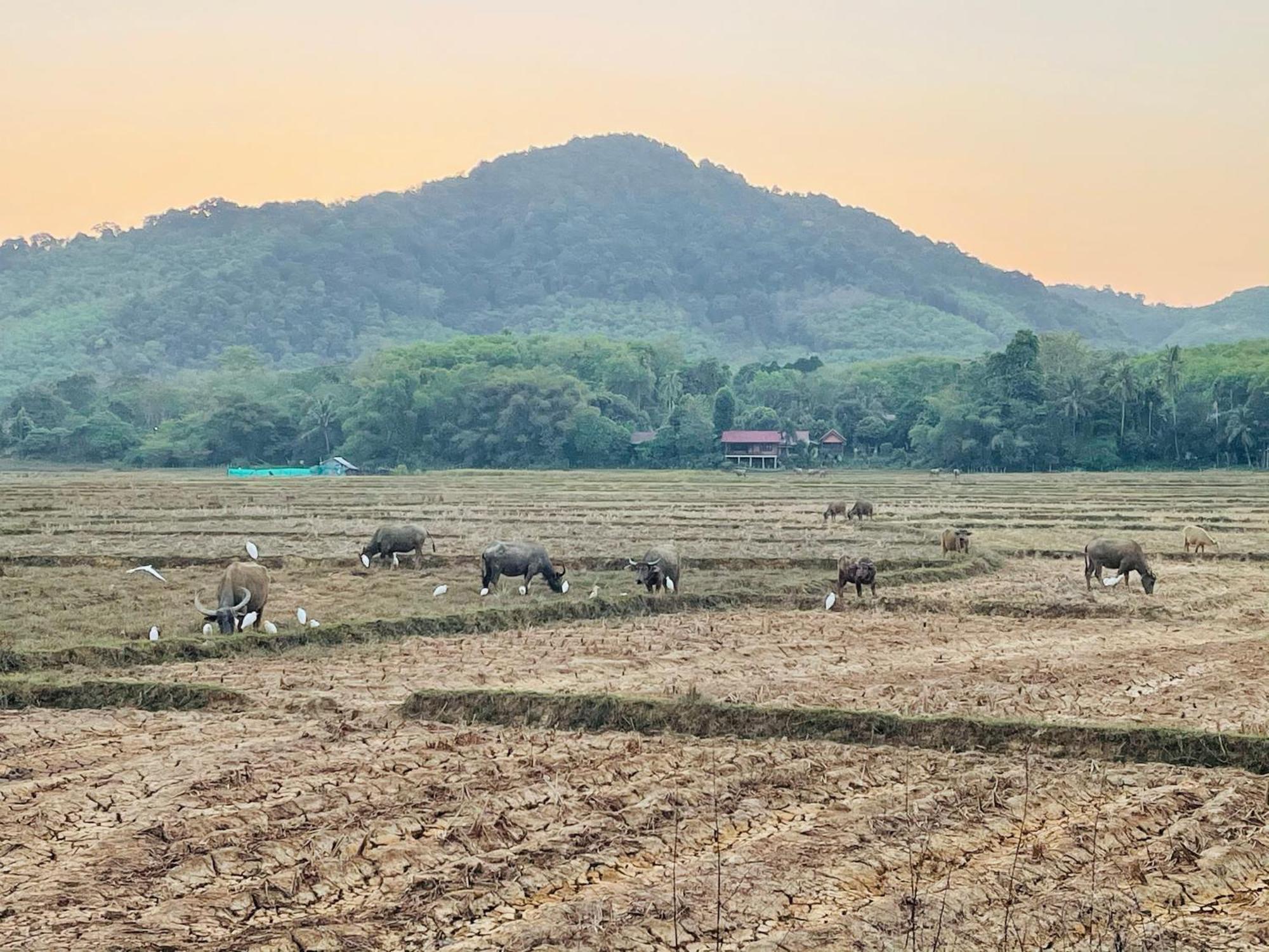 Lamai Home1 Ko Yao Noi Dış mekan fotoğraf